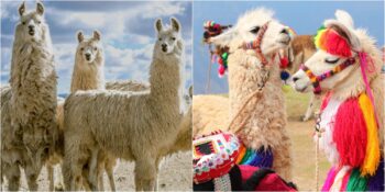 Lamalar Hakkında Muhtemelen Daha Önce Duymadığınız 10 Şaşırtıcı Gerçek