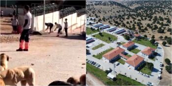 İnsanlığımızdan Utandık! Konya’daki Hayvan Barınağında Gerçekleşen Köpek Katliamı Tepkilerin Odağında