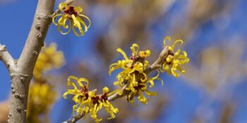 Amerikan Cadı Fındığı Olarak Da Bilinen Hamamelis Virginiana Nedir?