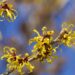 Amerikan Cadı Fındığı Olarak Da Bilinen Hamamelis Virginiana Nedir?