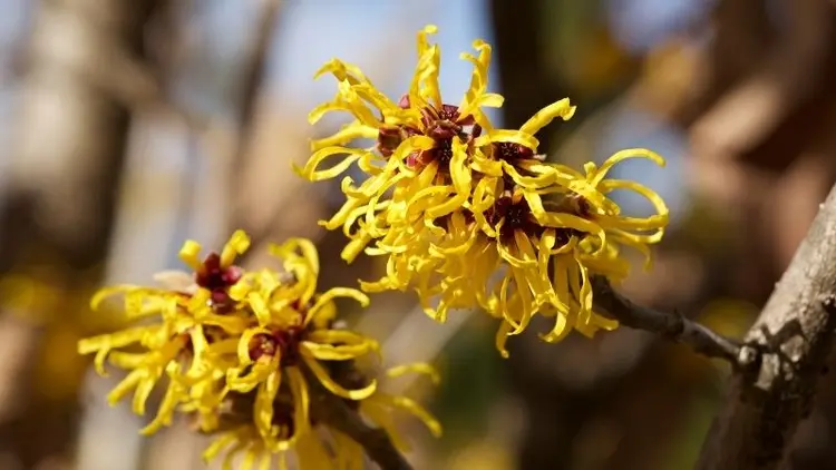 Hamamelis virginiana ne işe yarar