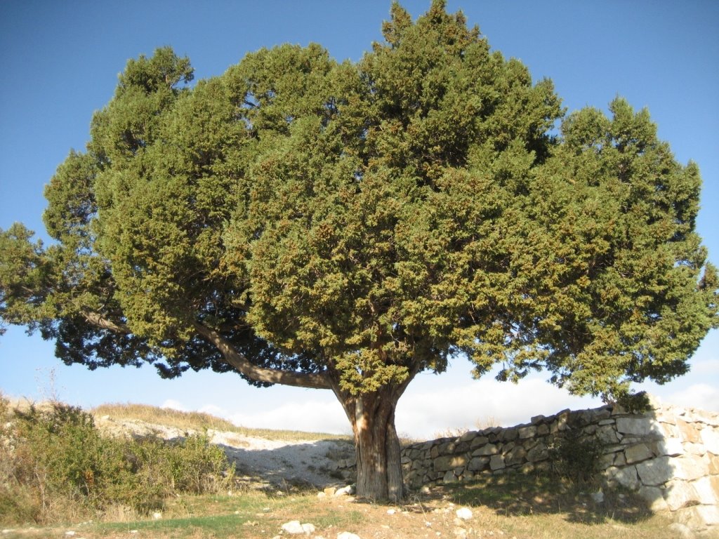 Ağaç türleri