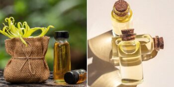 Egzotik Kokusuyla Dikkat Çeken Ylang Ylang Yağı Ne İşe Yarar?