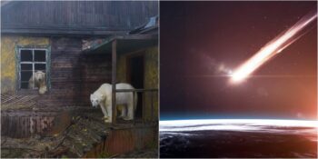 İşgalci Kutup Ayılarından Konuşabilen Mantarlara: 2022 Yılında Manşetleri Süsleyen En İlginç 9 Haber