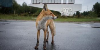 Her Şeye Rağmen Nüfusları Artıyor! Çernobil Hayvanları Hakkında 10 Gerçek