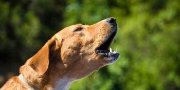 Uzmanlar Açıkladı: Hayvanlar Depremi Önceden Hissedebilir Mi?