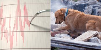 Büyük Felaketin Ardından: Depremler Hakkında Doğru Bilinen Yanlışlar Neler?