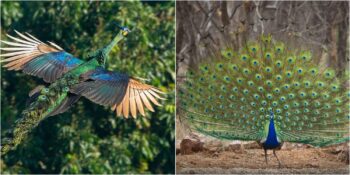 Tavus Kuşları Hakkında Muhtemelen Daha Önce Duymadığınız 10 İnanılmaz Gerçek