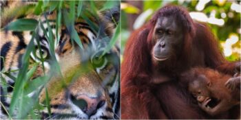 Sumatra Kaplanından Afrika Orman Filine: Nesli Tükenmek Üzere Olan 10 Hayvan