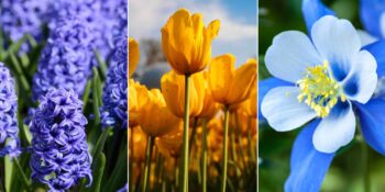 Bahar çiçekleri