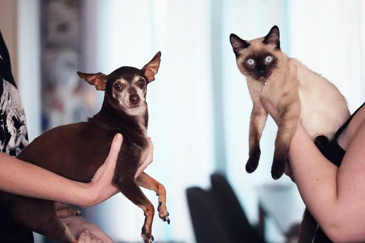 Kedi