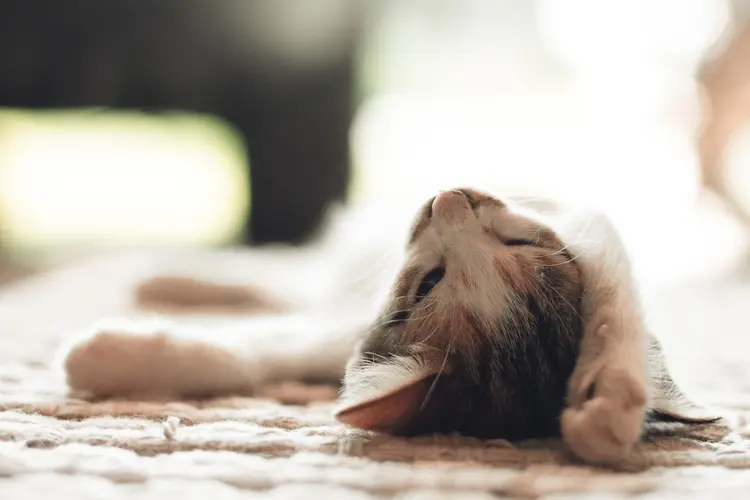Kedi
