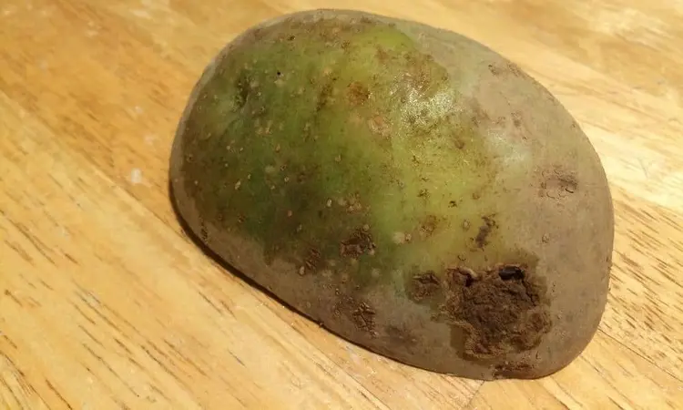 Zararlı