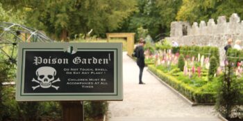 Buraya Girmek Cesaret İster! Onlarca Zehirli Bitkiye Ev Sahipliği Yapan Alnwick Bahçesi Hakkında Bilmeniz Gerekenler