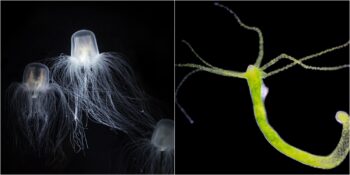 Sonsuz Yaşam Onlar İçin Mümkün! Görenleri Şaşkına Çeviren 3 Ölümsüz Canlı