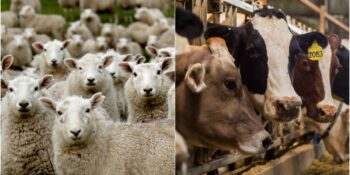 215 Köy Karantinaya Alındı! Şap Hastalığı Nedir, Belirtileri Nelerdir?