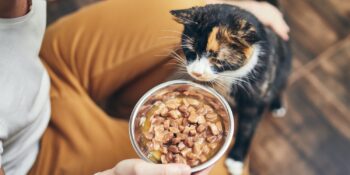 Hepsi Birbirinden Besleyici: Kediler İçin En İyi 7 Tavuklu Yaş Konserve Mama