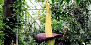 Çürüyen Et Kokulu Devasa Ceset Çiçekleri Hakkında 10 Büyüleyici Gerçek