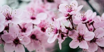 Mayıs Ayı Hakkında Muhtemelen Daha Önce Duymadığınız 15 Bilgi