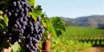 Türkiye’de Mutlaka Ziyaret Etmeniz Gereken 10 Bağ Evi Ve Şarap Üretim Tesisi