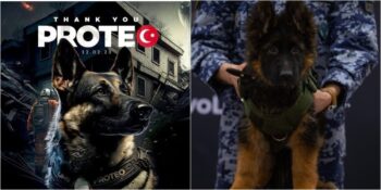 Türkiye, Kahraman Arama Kurtarma Köpeği Proteo Anısına Meksika’ya Alman Çoban Köpeği Yavrusu Gönderdi