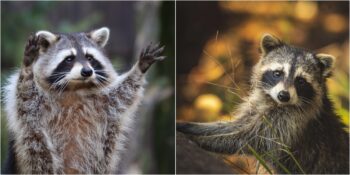 Rakunlar Hakkında Muhtemelen Daha Önce Duymadığınız 15 Şaşırtıcı Bilgi