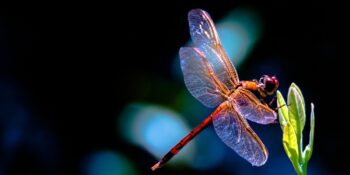 Yusufçuklar Hakkında Muhtemelen Daha Önce Duymadığınız 10 İlginç Bilgi