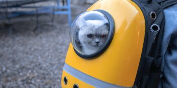 Konforlu Ve Şık: Daha Güvenli Seyahatler İçin En İyi 8 Kedi Taşıma Çantası