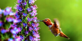 Sinek Kuşları Hakkında Muhtemelen Daha Önce Duymadığınız 10 Gerçek