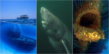 Okyanusların Son Derece Korkunç Yerler Olduğunu Gözler Önüne Seren 23 Ürpertici Fotoğraf