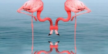 Flamingolar Hakkında Muhtemelen Daha Önce Duymadığınız 14 Gerçek