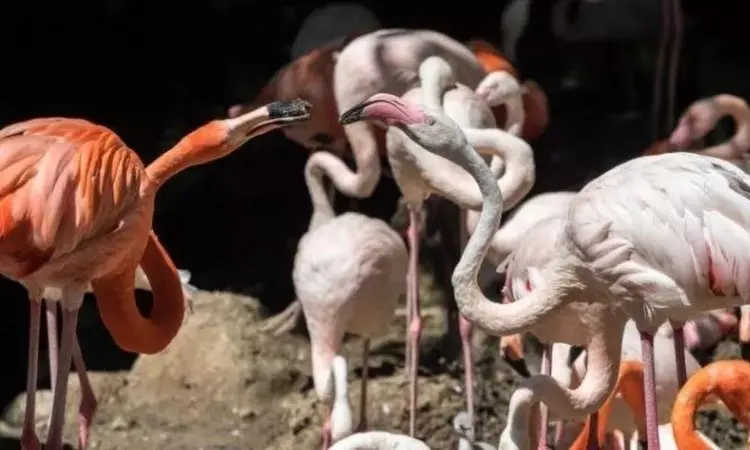 Flamingolar