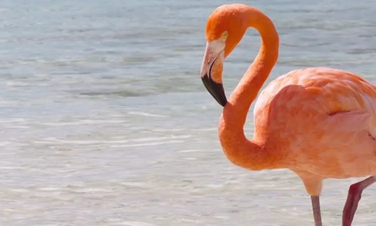 Flamingolar