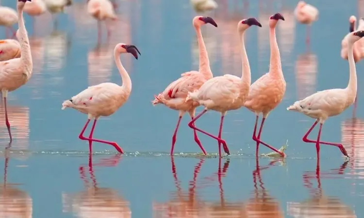 Flamingolar