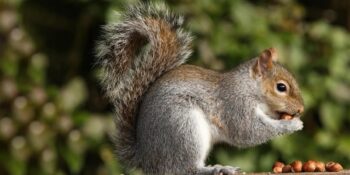 Sincaplar Hakkında Muhtemelen Daha Önce Duymadığınız 18 Sevimli Bilgi