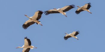 Uzmanlar Uyarıyor: Bu Yıl Erken Göç Eden Leylekler Kara Kışın Habercisi!