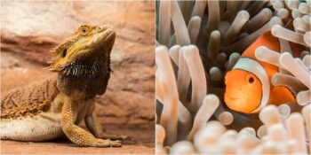 Palyaço Balıklarından Sakallı Ejderlere: Cinsiyet Değiştirebilen 9 Hayvan