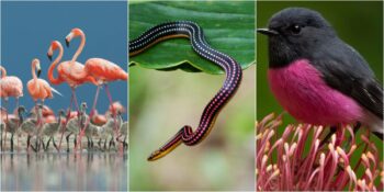 Büyüleyici Görünümleriyle Kendilerine Hayran Bırakan 11 Pembe Hayvan