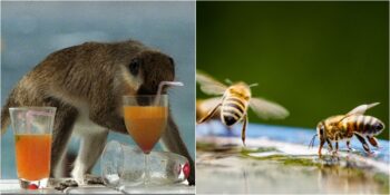 Vahşi Doğanın En Alemci Canlıları: Alkole Düşkünlükleriyle Tanınan 5 Hayvan
