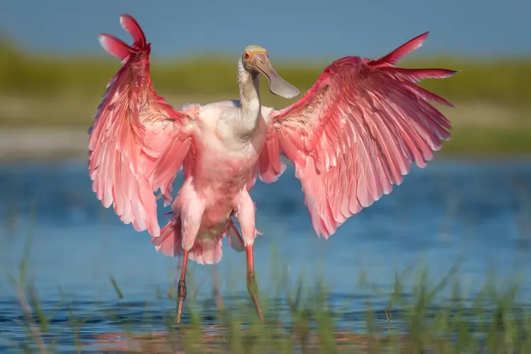 pembe hayvanlar