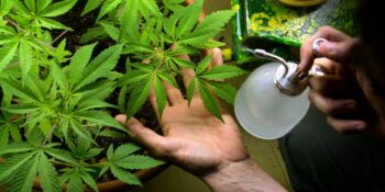 Hollanda’da Sıra Dışı Bir Deney: Yasal Esrar Üretimi Hakkında Neler Biliniyor?