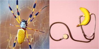 Ereksiyon Sorunu Tarih Olabilir! Bilim İnsanları Örümcek Zehrinden Jel Formunda İlaç Üretmeyi Başardı