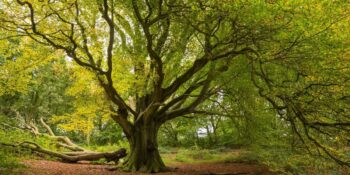 Öğrendiğiniz Anda Ekoloji Bilginizi Arşa Çıkaracak Ağaçlar Hakkında 28 İlginç Gerçek