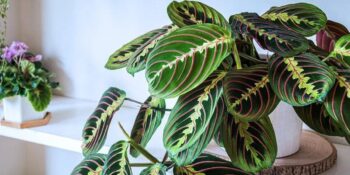 Su Vermek Yetmiyor! İç Mekan Bitkilerinin Solmasına Neden Olan 7 Şey