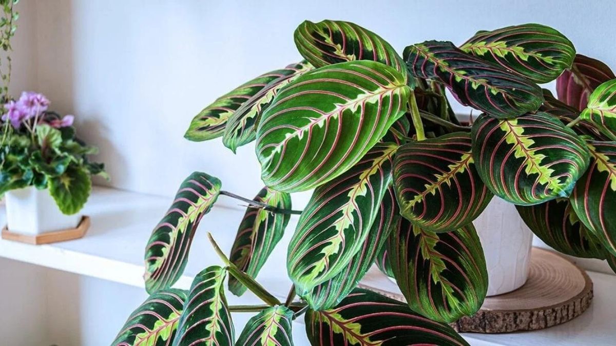 Su Vermek Yetmiyor! İç Mekan Bitkilerinin Solmasına Neden Olan 7 Şey