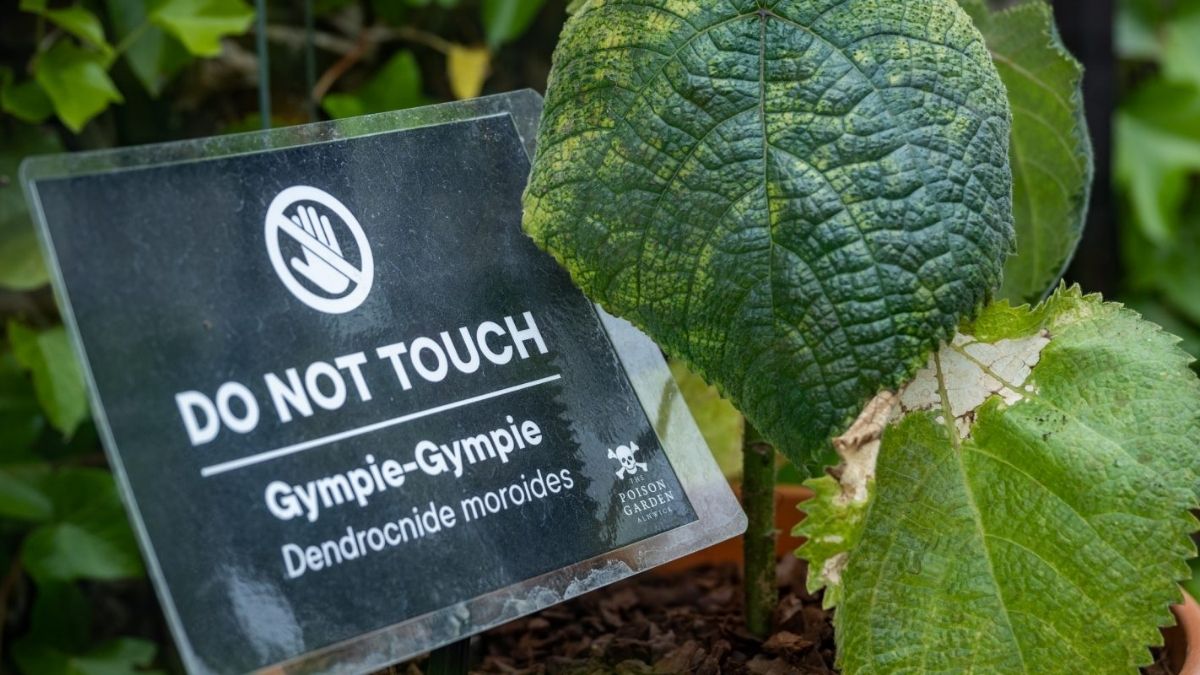 GympieGympie Acısı İntihara Sürükleyen Dünyanın En Tehlikeli Bitkisi