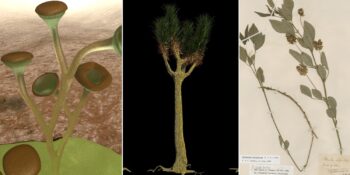 Nesli tükenen bitkiler