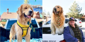 Bir Ayda Üç Kravat Yiyen Dünyanın En Sevimli Belediye Başkanı: Max III