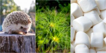 Kirpiden Papirüse: Antik Mısırlıların Severek Tükettiği 8 İlginç Yemek