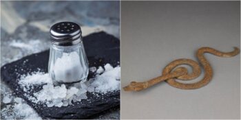 Kakao Çekirdeğinden Yunus Dişine: Tarih Boyunca Para Yerine Kullanılan 12 İlginç Nesne